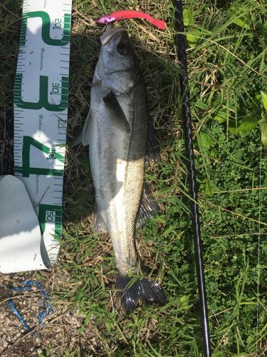 シーバスの釣果