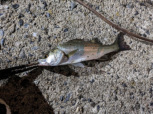 セイゴ（マルスズキ）の釣果