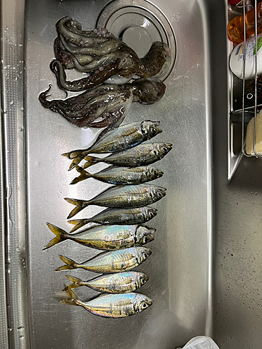 タコの釣果