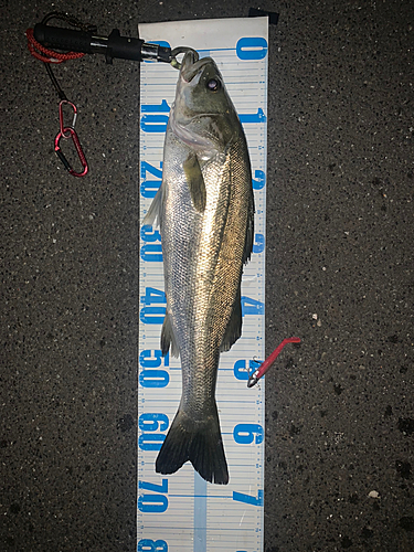 シーバスの釣果