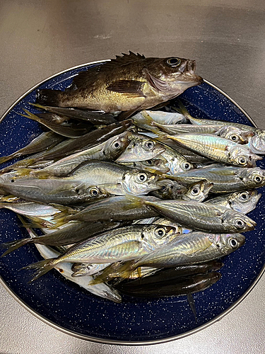 アジの釣果