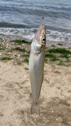 キスの釣果