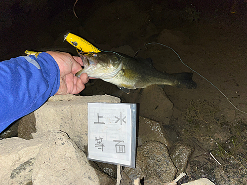 ラージマウスバスの釣果