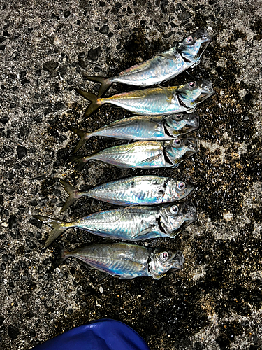 アジの釣果