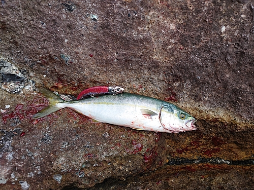 シオの釣果