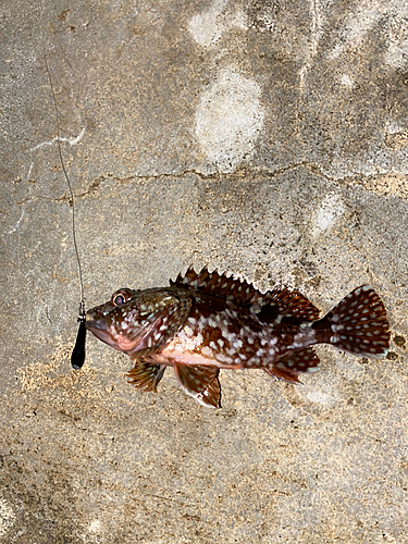 カサゴの釣果