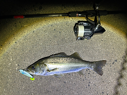 シーバスの釣果