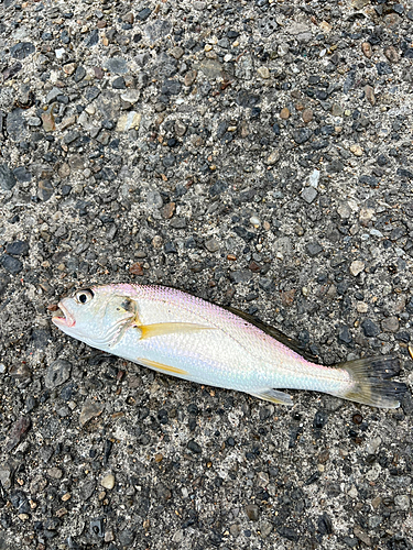 イシモチの釣果