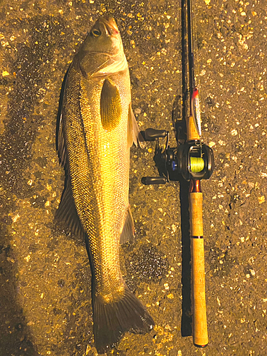 シーバスの釣果