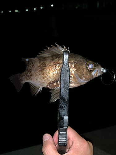 メバルの釣果