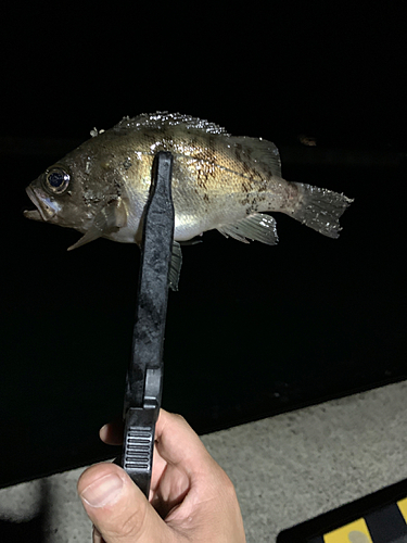 メバルの釣果