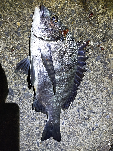 チヌの釣果