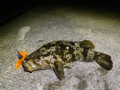 タケノコメバルの釣果