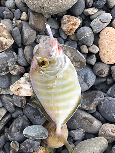 カイワリの釣果