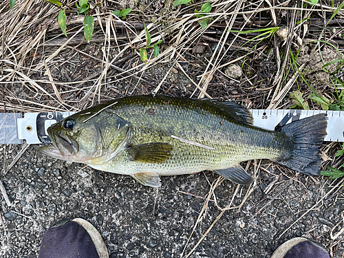 ラージマウスバスの釣果