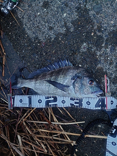 クロダイの釣果