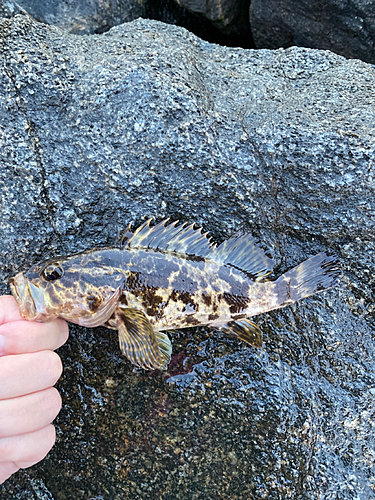 タケノコメバルの釣果