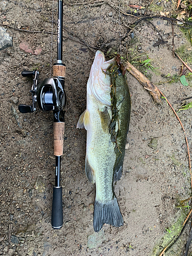 ブラックバスの釣果