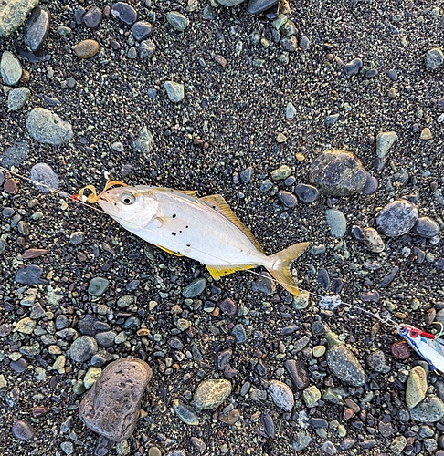 ショゴの釣果