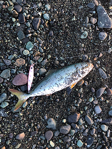 ワカシの釣果