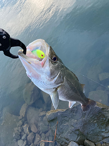 マルスズキの釣果