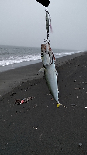 マサバの釣果