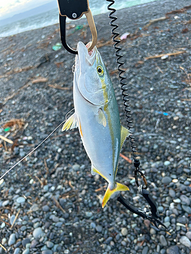 ワカシの釣果