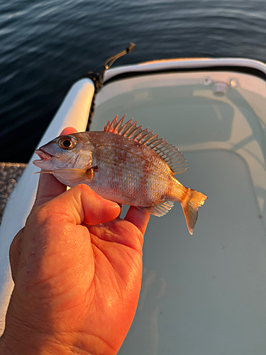 マダイの釣果