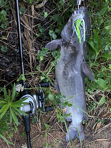 ナマズの釣果