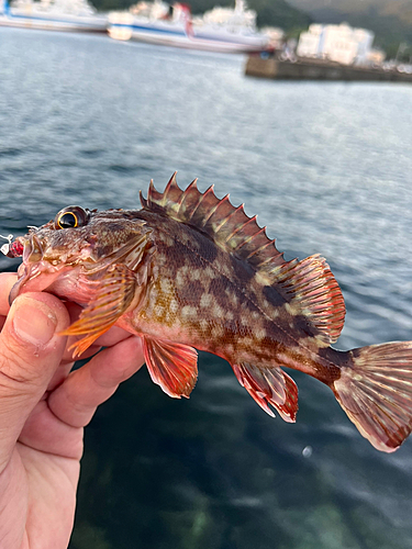 アラカブの釣果