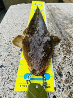 マゴチの釣果