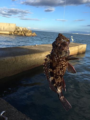 ガシラの釣果