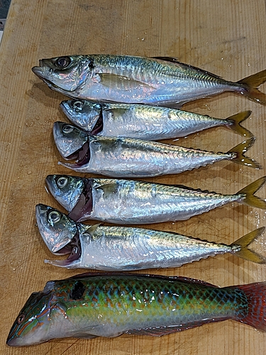 アジの釣果