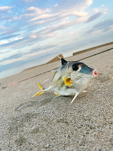 ギマの釣果