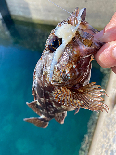 アラカブの釣果