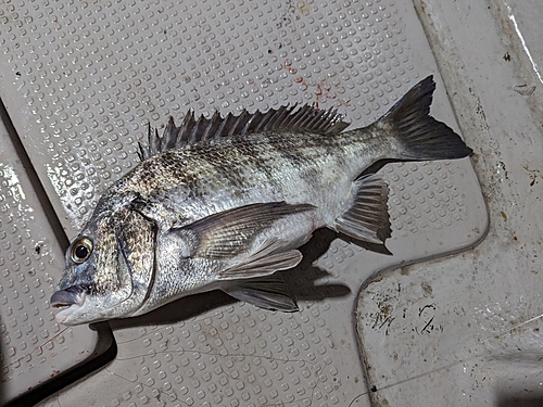 チヌの釣果