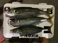 アジの釣果