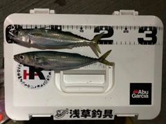 サバの釣果