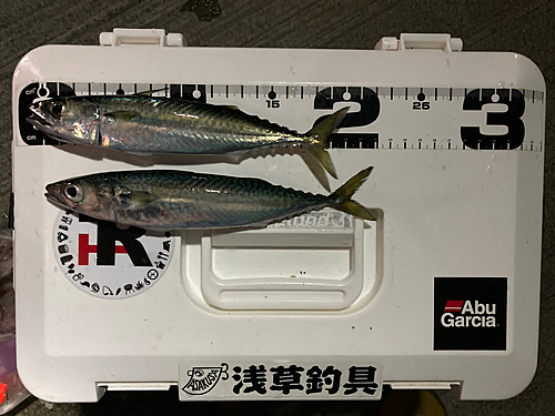 サバの釣果