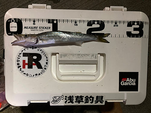 カマスの釣果