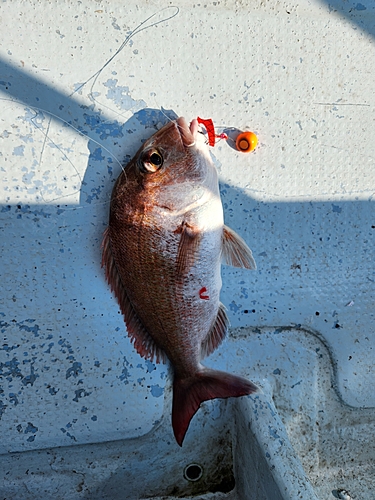 タイの釣果