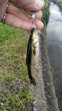 カワムツの釣果