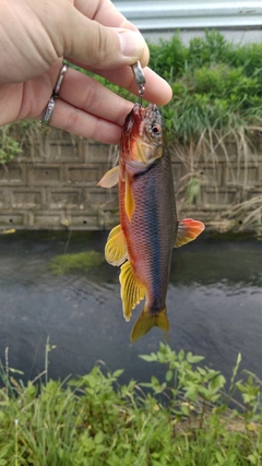 カワムツの釣果