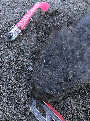 マゴチの釣果