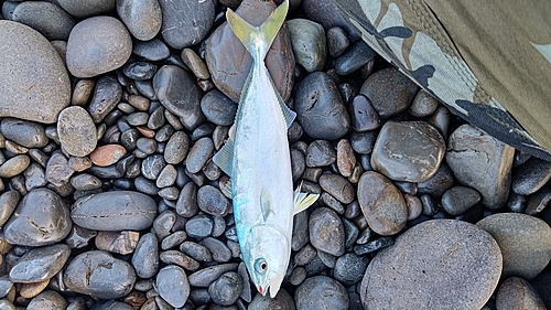 ツバスの釣果