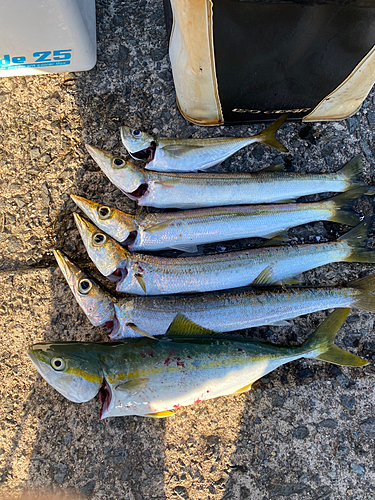 アカカマスの釣果