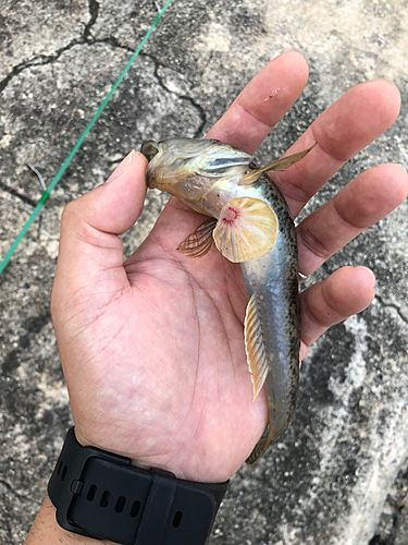 マハゼの釣果