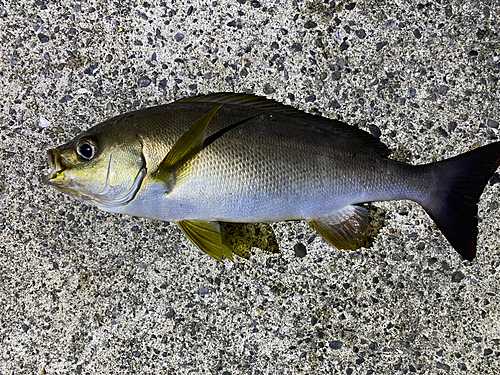 イサキの釣果