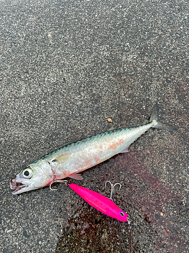 サバの釣果