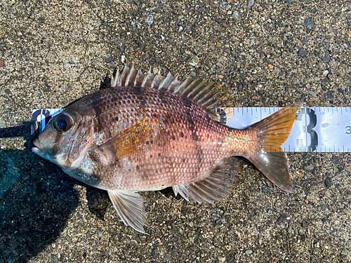 メイチダイの釣果